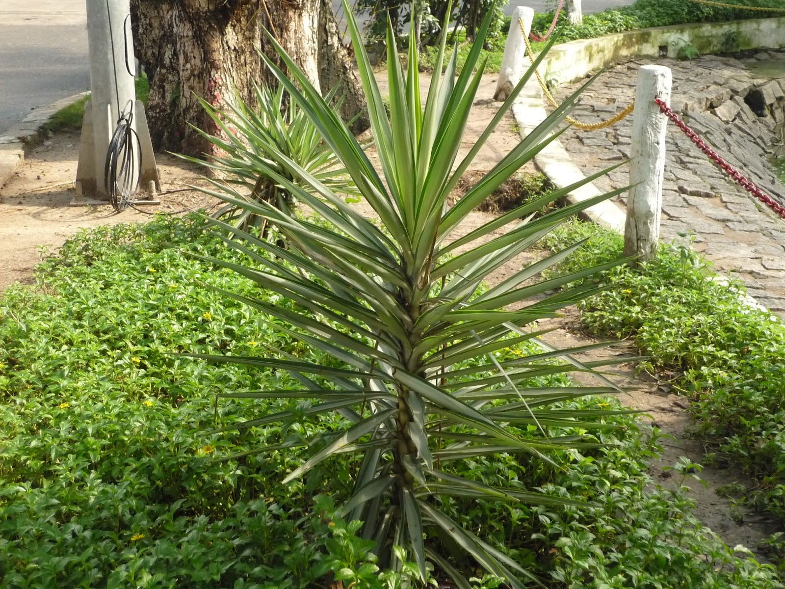 Cây phất dụ mảnh - Loại cây phong thủy nên trồng trong nhà