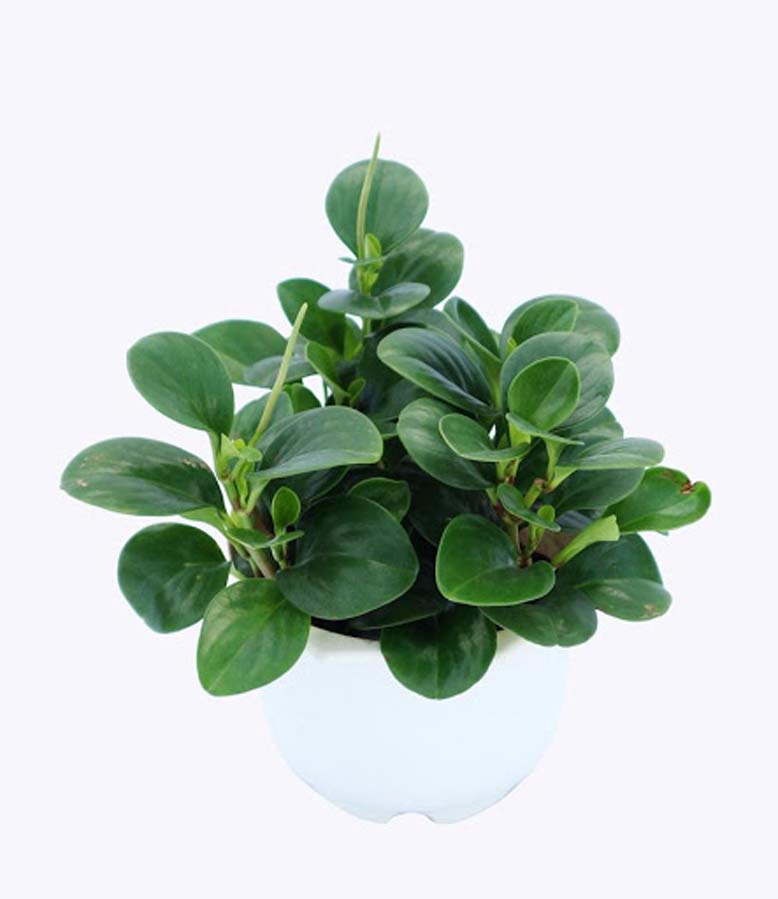 Cây trường sinh