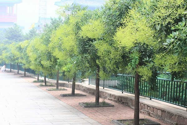 Trồng cây hoa hòe trước cổng nhà vừa mát vừa mang nhiều tài lộc