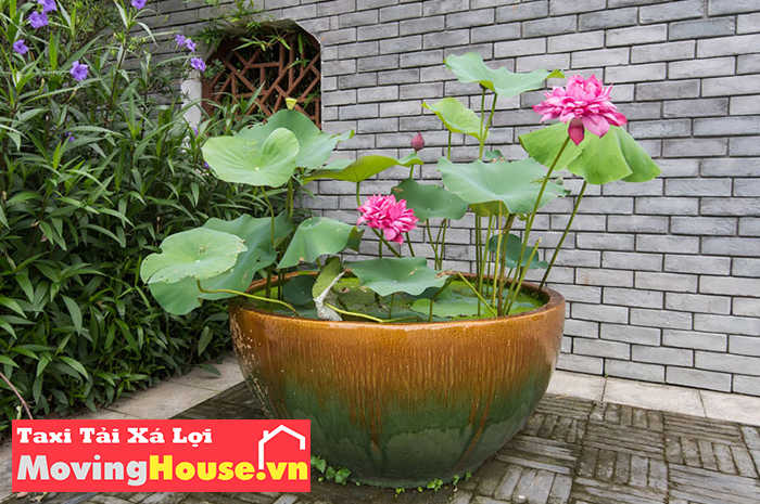 Chậu cây cảnh