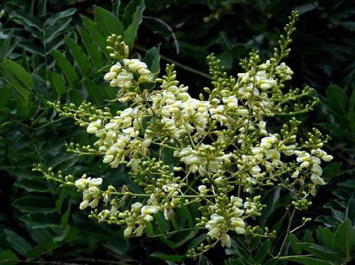 Ngọc bích có lá hình trứng, nhỏ như đồng xu và mọng nước, do là loài cây lá nhỏ nên ngọc bích thuộc hành Kim Ngọc bích có lá hình trứng, nhỏ như đồng xu và mọng nước, do là loài cây lá nhỏ nên ngọc bích thuộc hành Kim