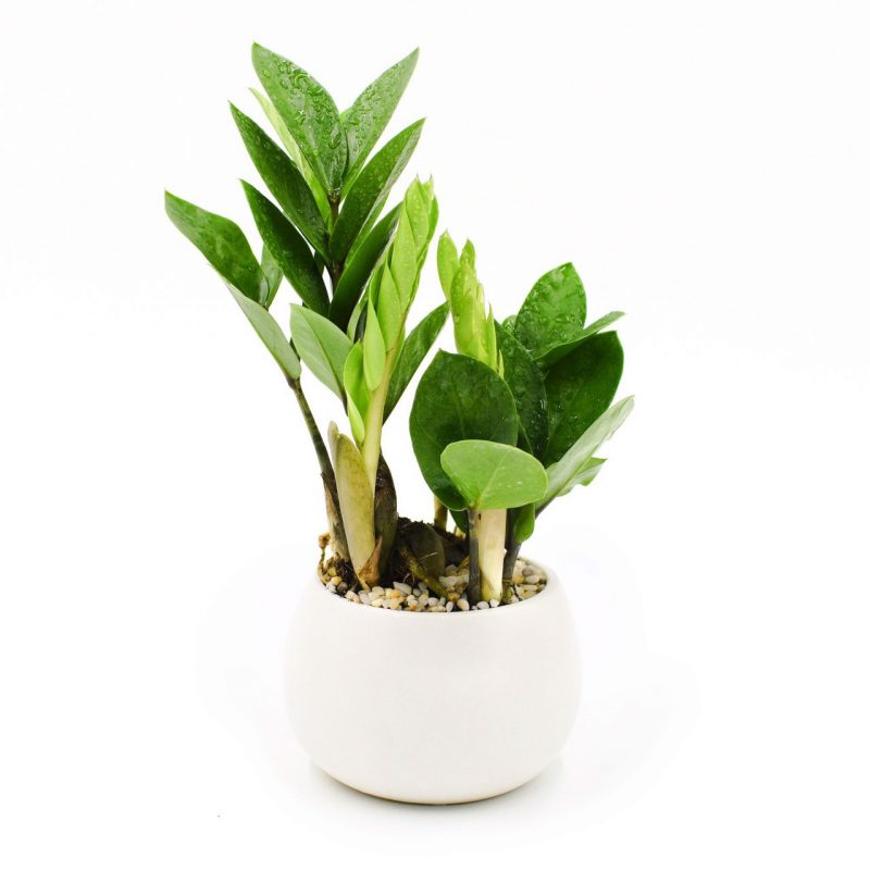 Cây kim tiền là loại cây phong thủy mang đến tài lộc, may mắn, phú quý, lịch lãm, giàu sang, tiền bạc cho gia chủ. Cây kim tiền là loại cây phong thủy mang đến tài lộc, may mắn, phú quý, lịch lãm, giàu sang, tiền bạc cho gia chủ.