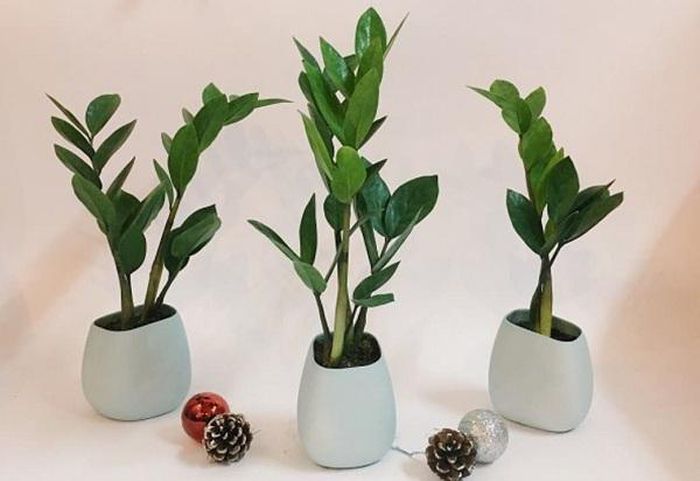 Cây kim tiền có tác dụng thanh lọc khí, giúp môi trường trong lành hơn