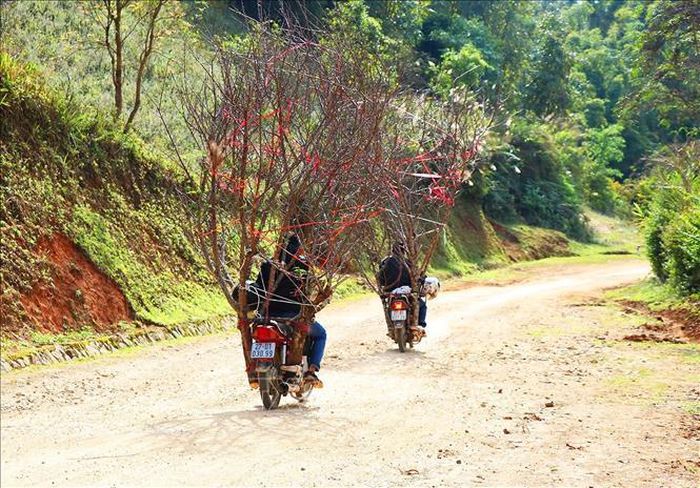 Đào rừng Tây Bắc