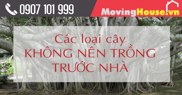Các loại cây không nên trồng trước nhà