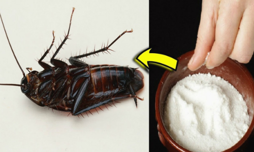 Cách diệt gián khi chuyển về nhà mới