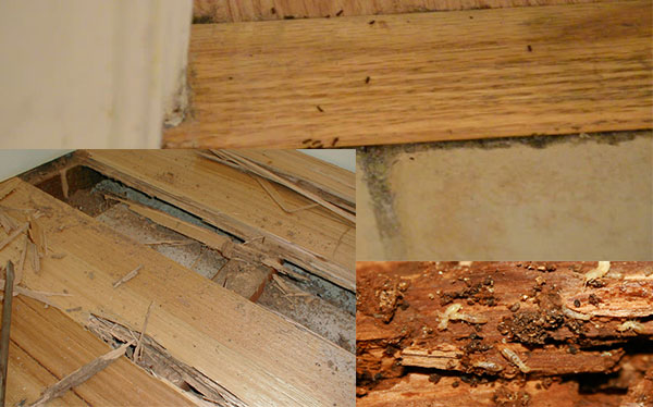 Cách diệt mối bằng nguyên liệu thiên nhiên