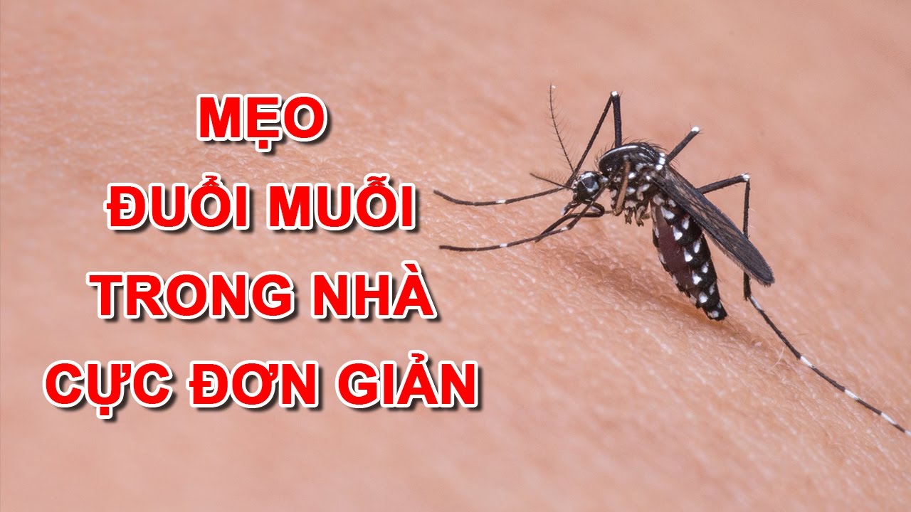 Cách diệt muỗi tận gốc tại nhà