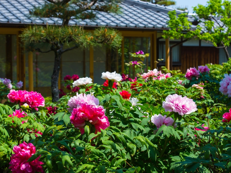 Hoa mẫu đơn có ý nghĩa gì khi trồng trước nhà