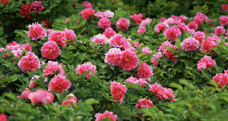 Hoa mẫu đơn là gì