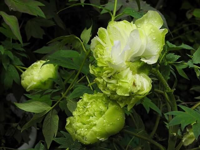 Hoa mẫu đơn xanh