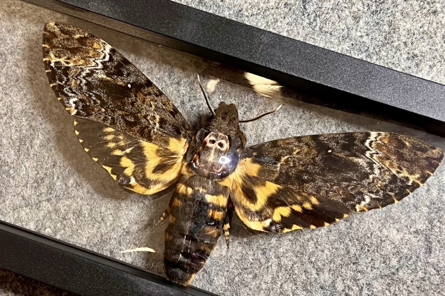 Bướm mặt quỷ bay vào nhà có ý nghĩa gì