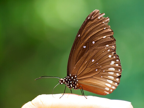 Bướm nâu bay vào nhà tốt hay xấu