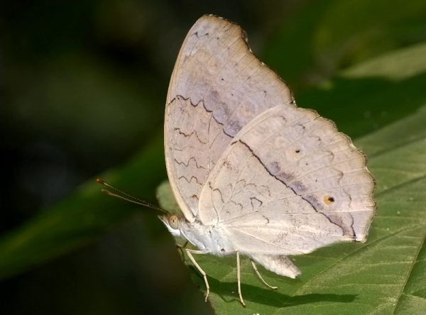 Bướm trắng bay vào nhà là điềm gì