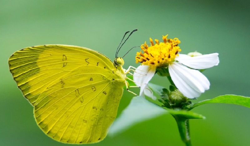 Bướm vàng bay vào nhà có tốt không