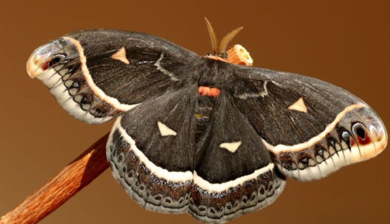 Bướm xám bay vào nhà là điềm báo gì