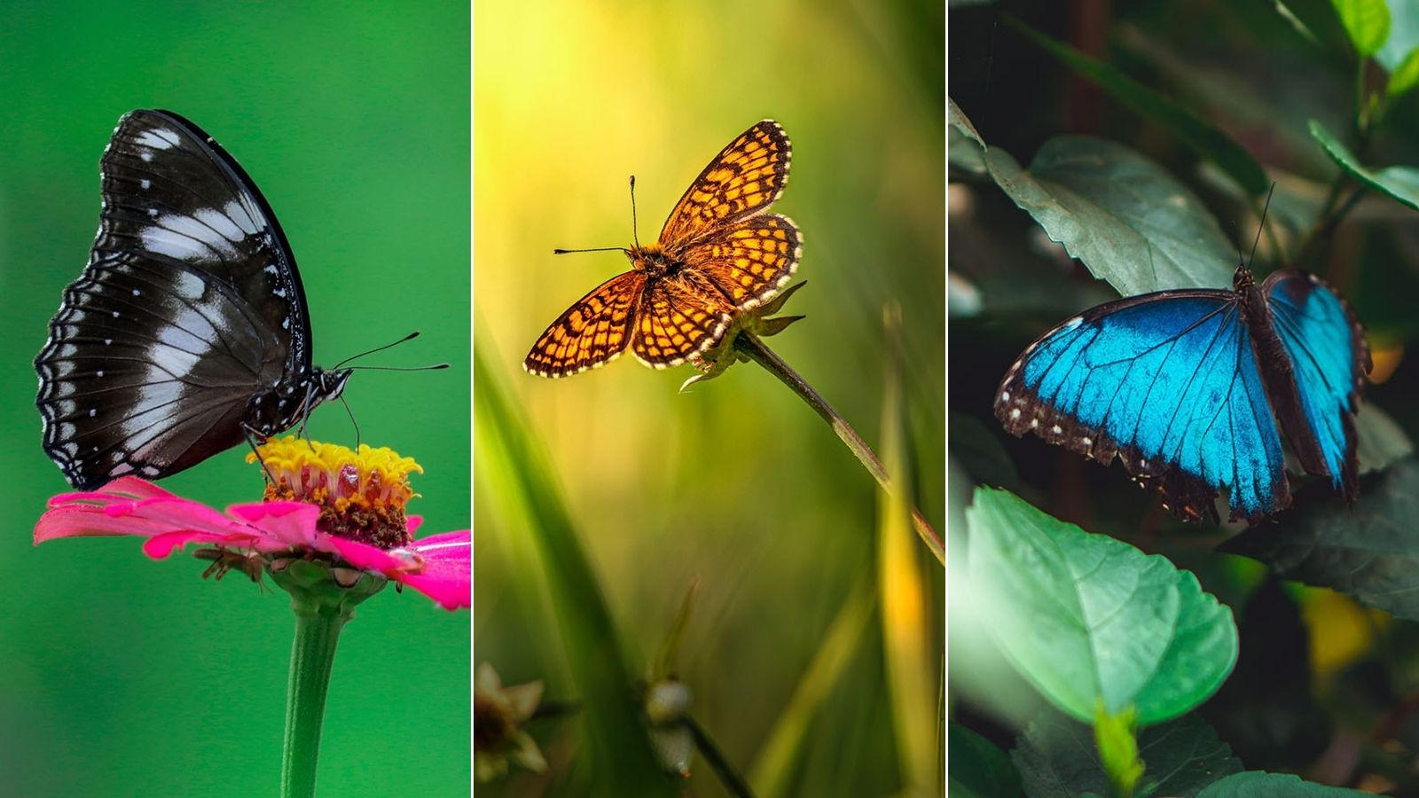 Bướm bay nào nhà có ý nghĩa gì